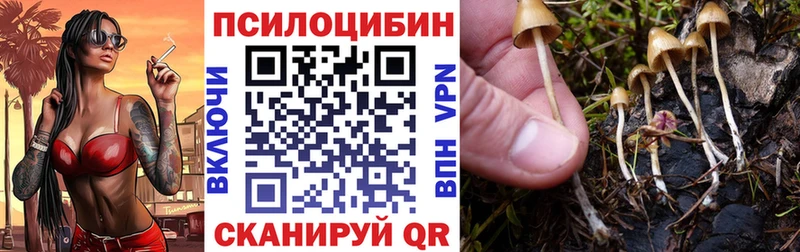 Псилоцибиновые грибы Psilocybine cubensis Енисейск